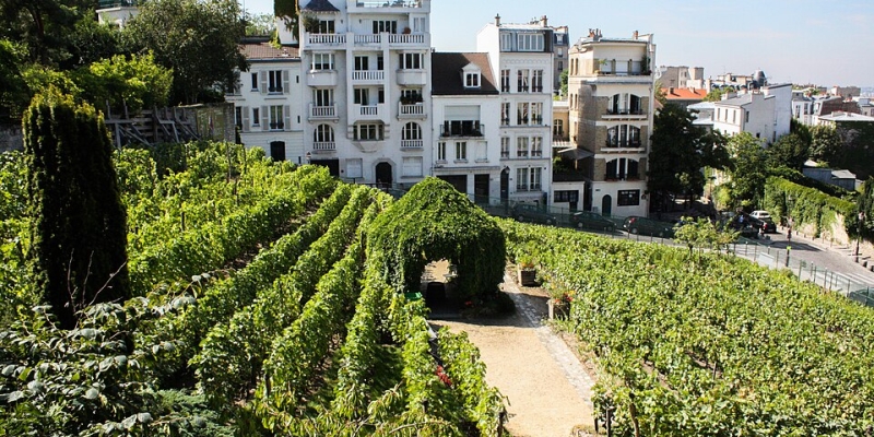 Beyond Montmartre: Black Voices in French Wine